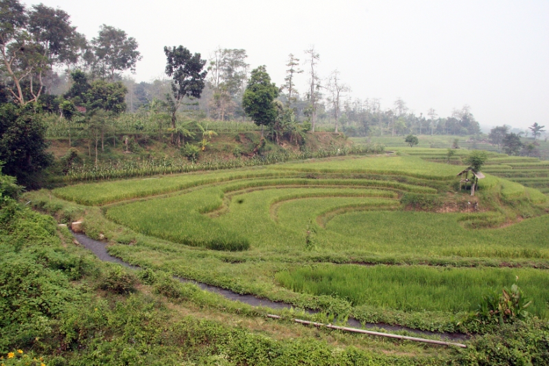 Rice paddies, Java Indonesia.jpg